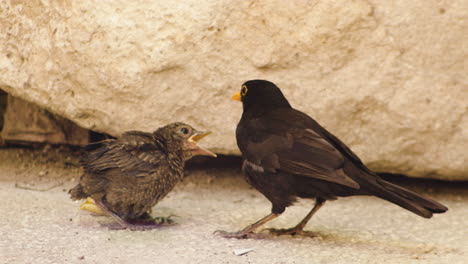 blackbird male pretend to feed young fledged bird, full shot, static