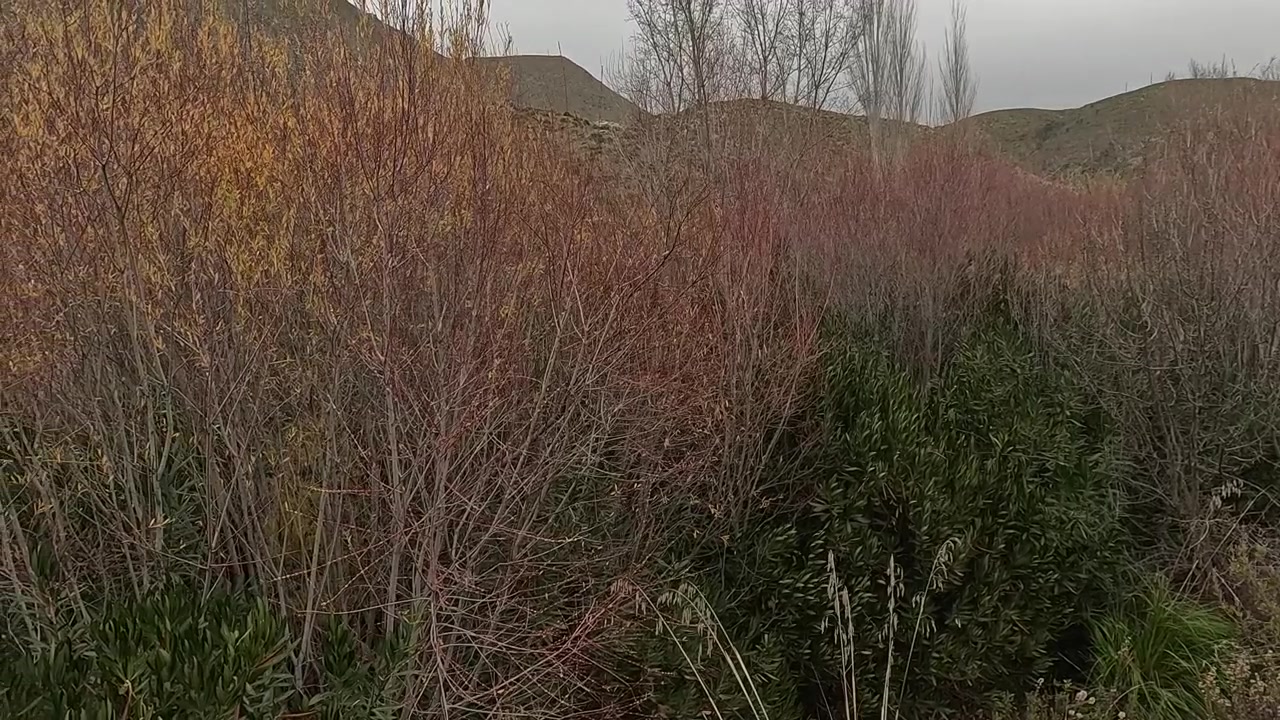 Câmera lenta: Paisagem outonal serena com arbustos e árvores marrom-dourados em uma encosta sob um céu nublado, capturando a transição sazonal, tons terrosos e uma atmosfera calma de natureza selvagem