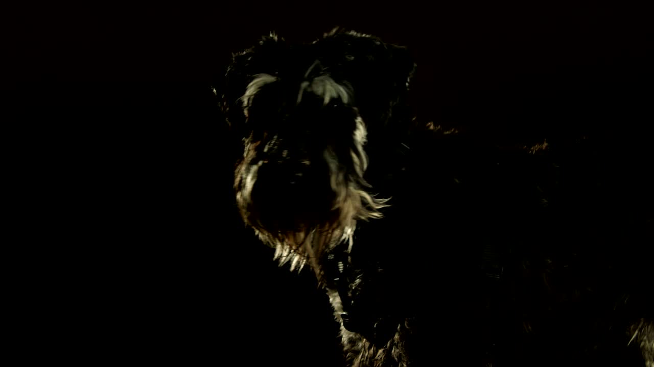 портрет домашнего животного шнауцера