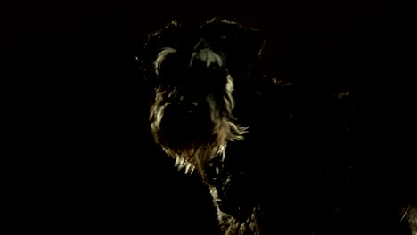 potrait of domestic animal schnauzer dog