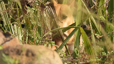 Perro-Relajándose-Y-Dando-Leche-Para-Cachorro