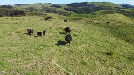 Flying-backwards-from-a-black-cow-to-reveal-rolling-hills-and-farmland