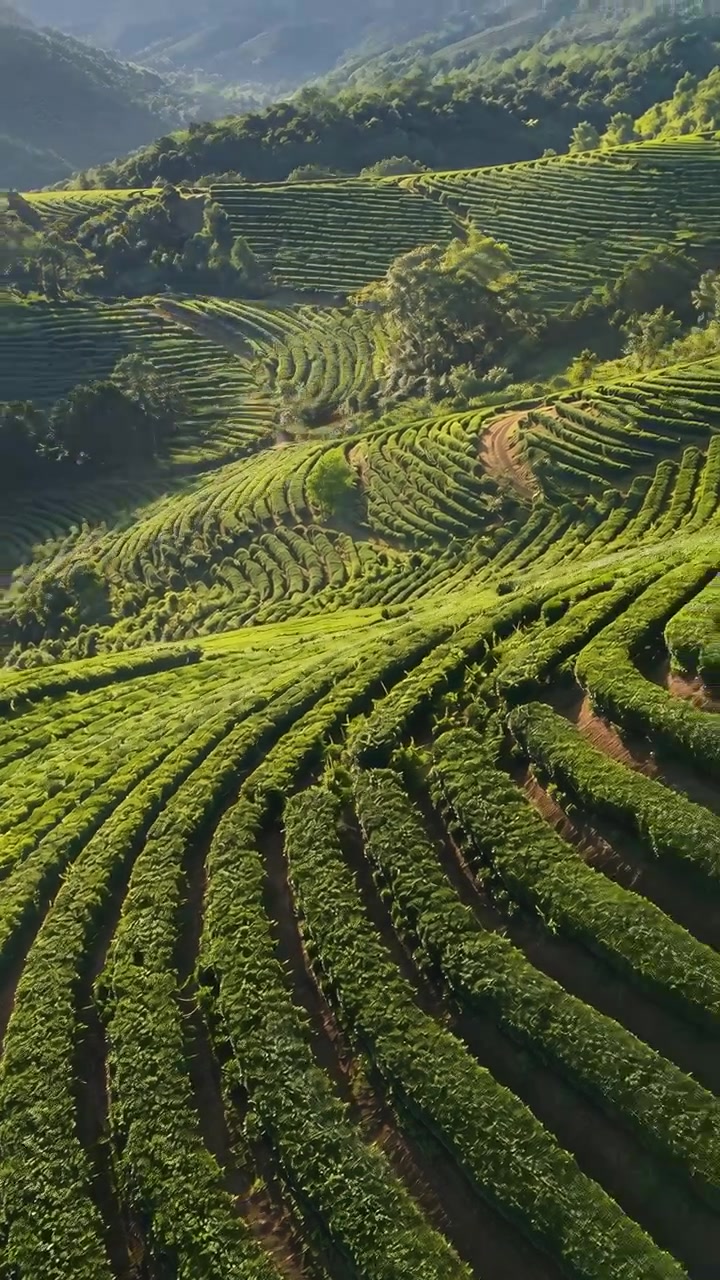 High oblique aerial movement reveals terraced tea plantation across foreground and midground, with sunlit contour rows, rolling hills, forested ridgelines, and calm rural scenery, with tea