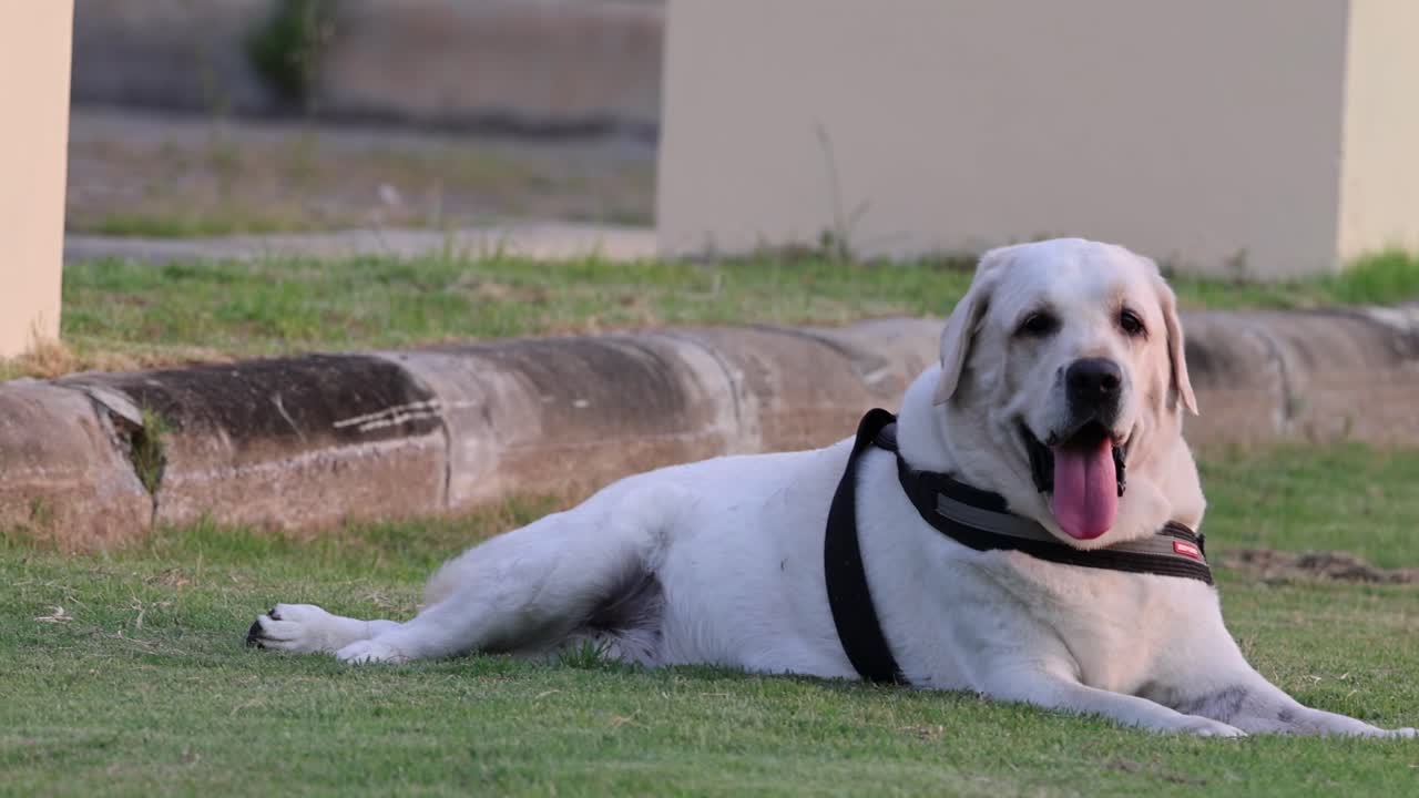 A cheerful dog with a harness lounges comfortably on the grass near a stone border.