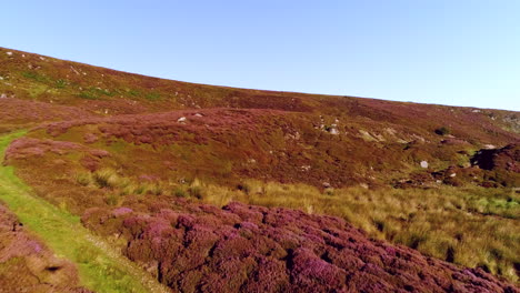 North-York-Moors-Heather-at-Danby-Dale-in-Summer,-flying-up-escarpment-with-blooming-heather,-NB:-Drone-shadow-present---Clip-1