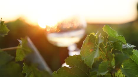 wine glass swirling in vineyard sunset