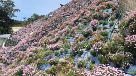 the beautiful flowers and grass beds of cameron highlands malaysia