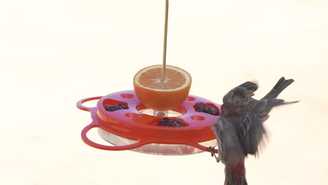 female and male house finches perch on a fruit and jelly feeder then fly away - slow motion