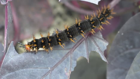 una bonita oruga naranja negra se alimenta de hojas en el bosque durante el día - macro, entomología de las orugas en la naturaleza - prores muy cerca de comer animales