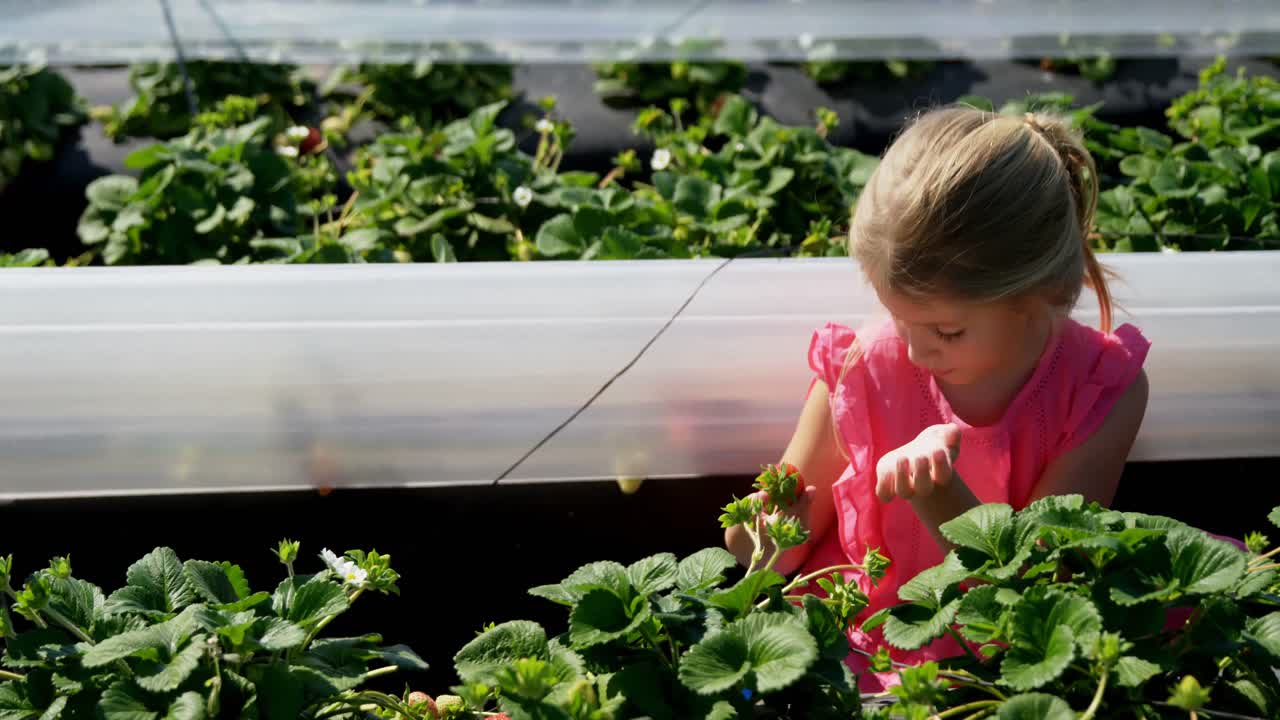 농장에서 딸기를 모으는 소녀 4k