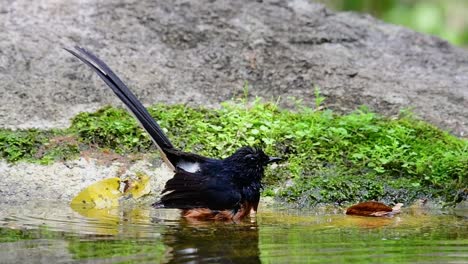 White-rumped-Shama-Baden-Im-Wald-An-Einem-Heißen-Tag,-Copsychus-Malabaricus,-In-Zeitlupe