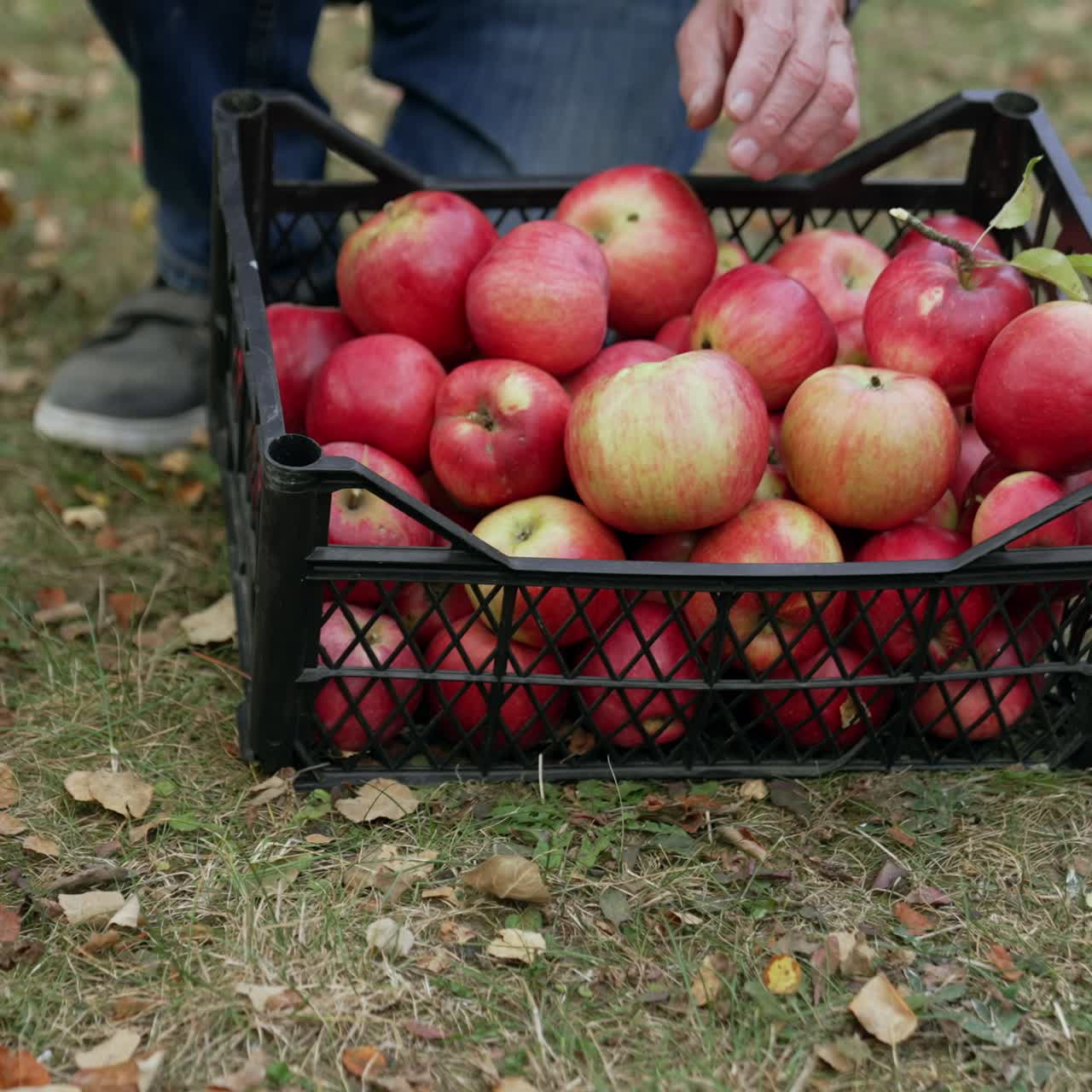 Juicy seasonal organic farm gardening. Red apples gathering in box