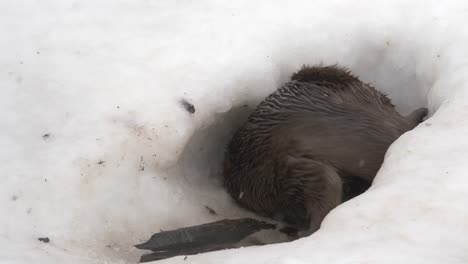 slick otter diving back into his icy lair in frozen winter lake - medium close up slow motion shot