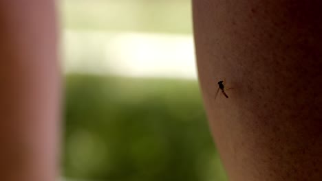 macro en cámara lenta de la mosca sirfida se arrastra sobre la piel, sorbe sudor, luego vuela lejos