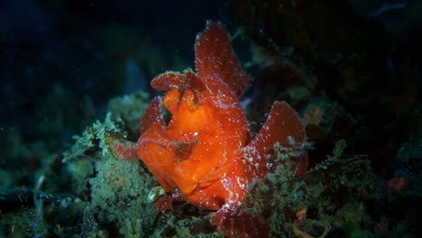 rhinopias eschmeyeri paddle-flap rhinopias scorpionfish with parasite lembeh 4k 25fps