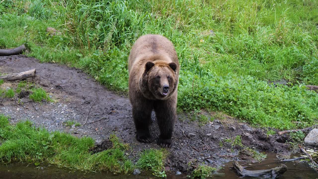 Orso bruno sulla riva del fiume, Alaska.