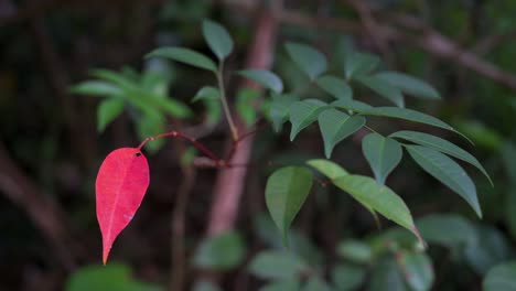 An fall red leaf is seen between green tree leaves before changing colors in a wild natural park in Hong Kong