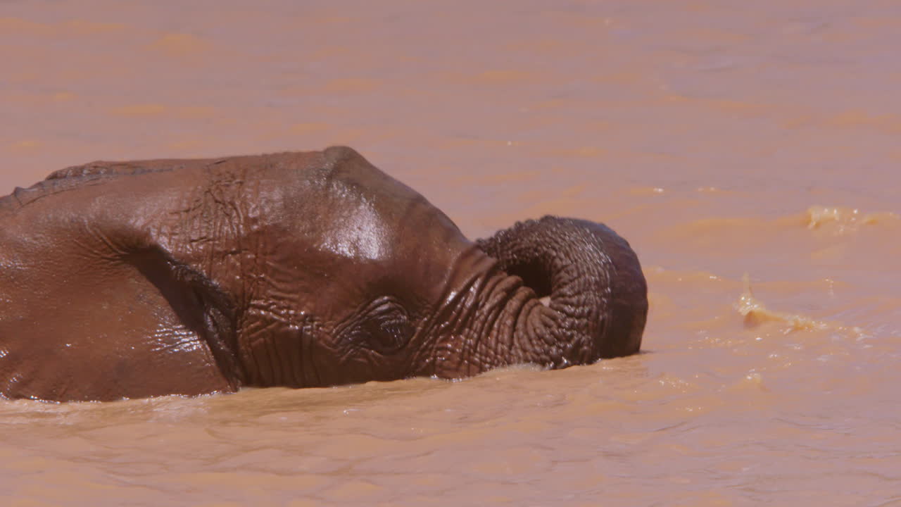 Elefanti africani della savana che si bagnano in una pozza d'acqua