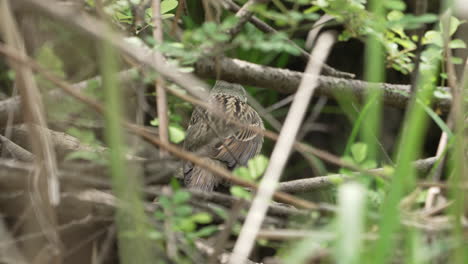 Back-View-Of-A-Black-faced-Bunting-Preening-In-The-Bush-Then-Flew-Away---close-up