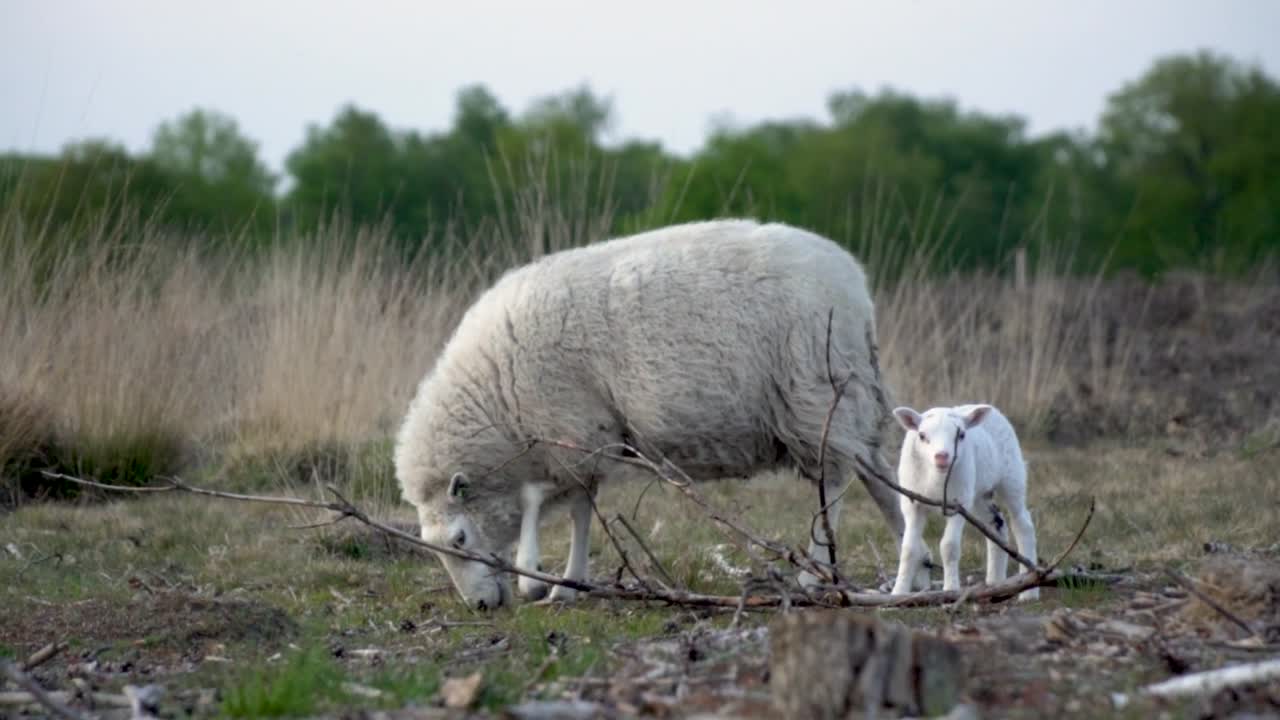 madre oveja y cordero en un campo