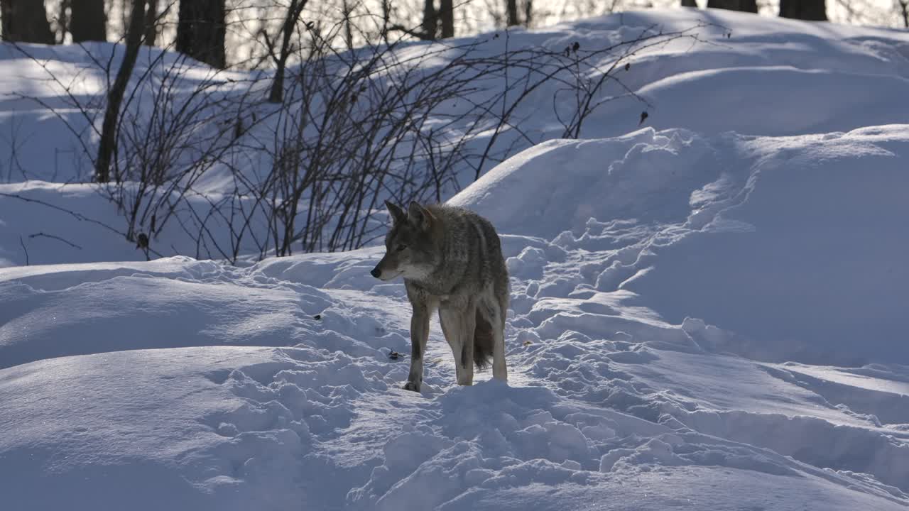 coyote caminando camino de polvo nevado hacia ti