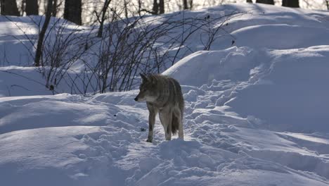 coyote walking snowy powder path towards you