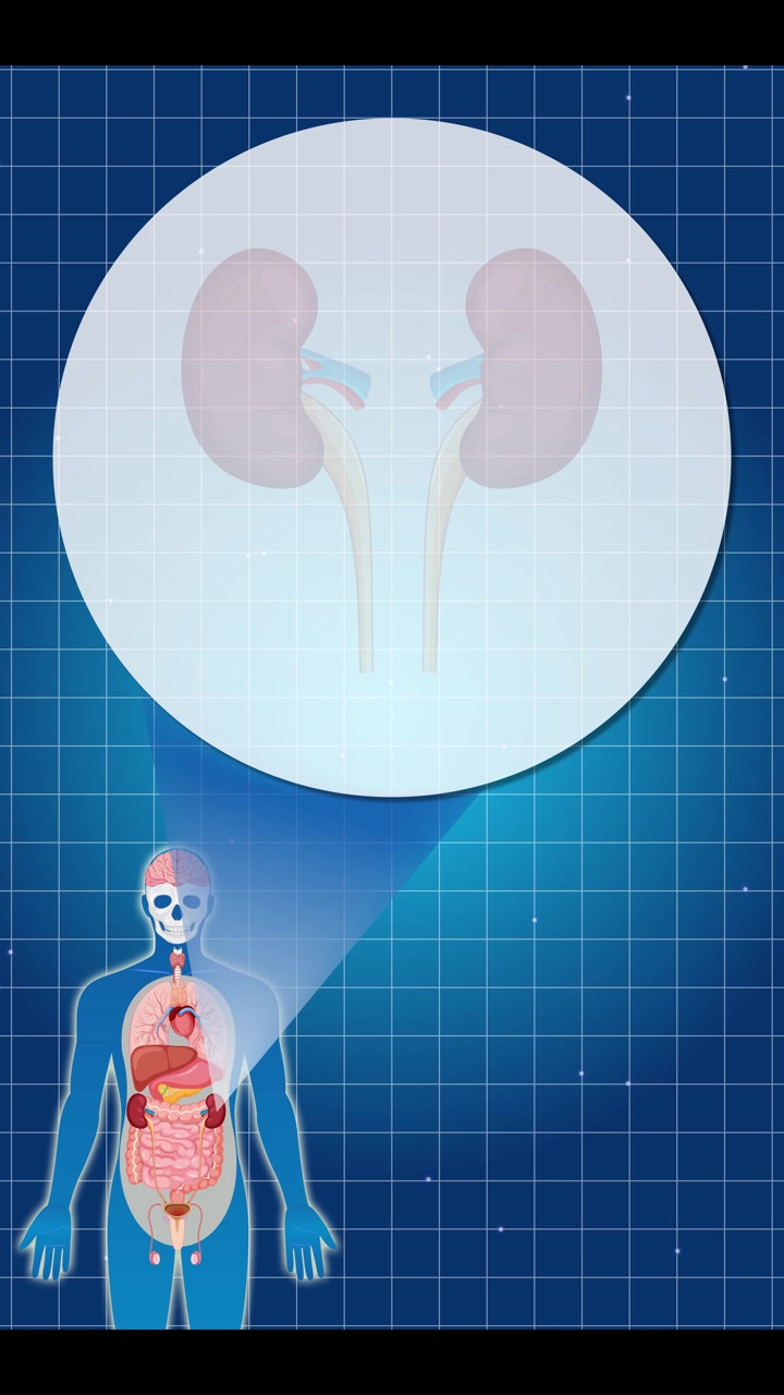 Animation highlights human anatomy with a focus on kidney function, using a blue grid background and zoom effect