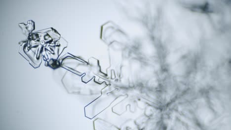 dendrita estelar de cristal de hielo de copo de nieve bajo el microscopio