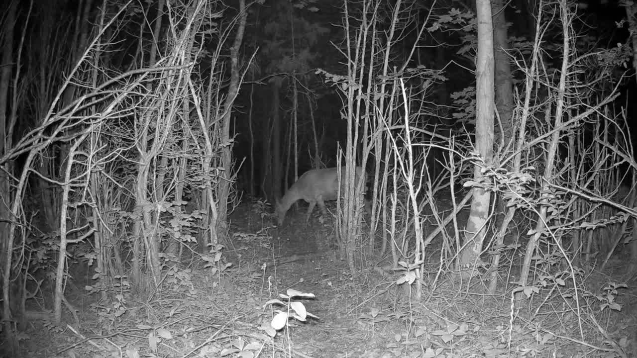 Hun-kronhjort (Cervus elaphus) går mistænksomt gennem en skov om natten. Saaremaa, Estland.