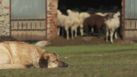 dog sleeping near a barn with sheep