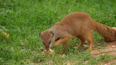 Yellow-mongoose-bites-discarded-piece-of-paper-among-grass-in-national-park