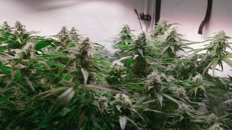 dolly shot of a cannabis plants growing in a grow tent during flowering stage