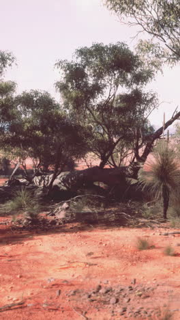 red dirt landscape in the australian outback