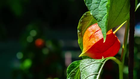 zoom in on a red orange physalis