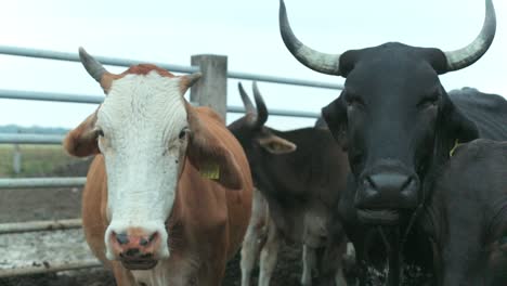 TWO-COWS-ON-A-FARM