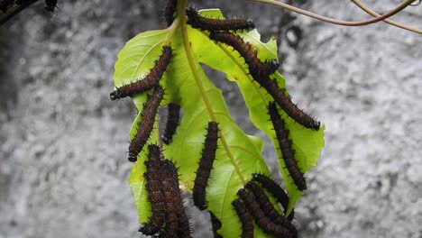 hoja llena de orugas comiéndola en 4k