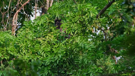 Langur-De-Phayre,-Trachypithecus-Phayrei,-Tailandia