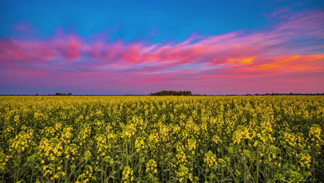 beautiful orange sunset in a bright blue sky over a large yellow flower field