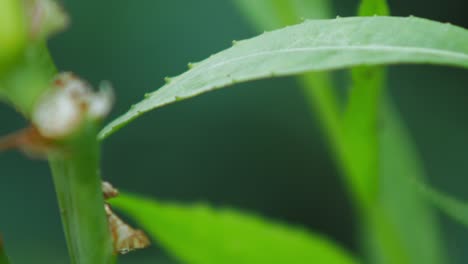 Un-Cricket-De-Arbusto-Con-Hoz-Vuela-Lejos-De-La-Hoja-Verde-En-El-Jardín-Con-Un-Fondo-Borroso---Enfoque-Selectivo