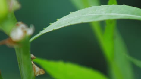 a sickle-bearing bush-cricket flies away from the green leaf in the garden with blurry background - selective focus