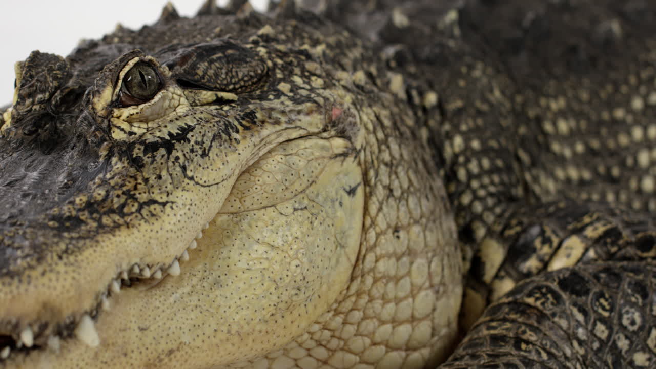 スロー パン ショットは、アメリカのワニの頭 - 白い背景で隔離を明らかにします。