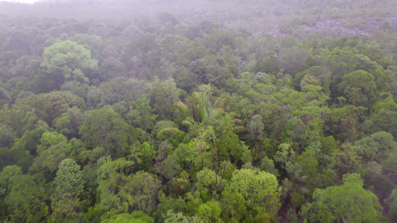 Vue aérienne d’une forêt luxuriante et verdoyante avec brume et brouillard