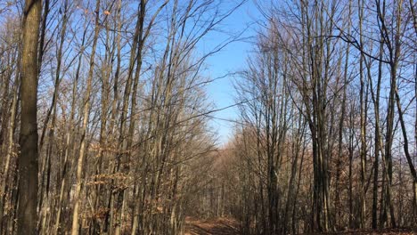 Caminando-Por-Un-Camino-Forestal,-A-Principios-De-La-Temporada-De-Primavera