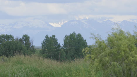 trees and grass sway in wind with teton mountains in background