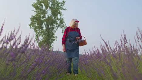 Senior-farmer-grandmother-woman-in-organic-blooming-field-of-purple-lavender-flowers,-harvesting