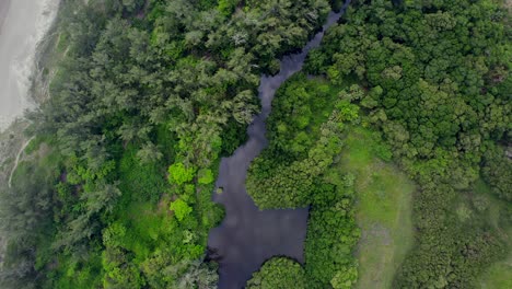 Spiralförmig-über-Einem-Mangrovenwald-Emporsteigt