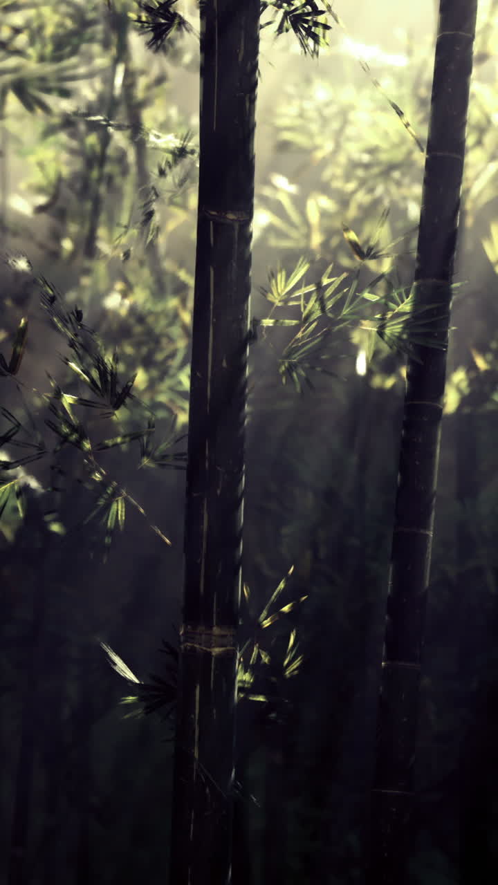La luce del sole filtra attraverso una lussureggiante foresta di bambù nelle prime ore del mattino