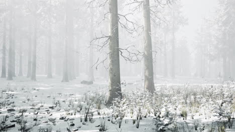 niebla en el bosque en un frío día nublado de invierno con la primera nieve