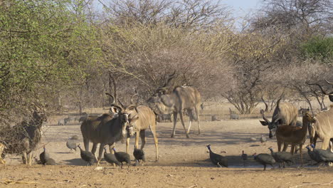 una manada de solteros de kudu africanos pastan entre una bandada de gallinas de guinea cuando un toro se mueve y dispersa a las aves