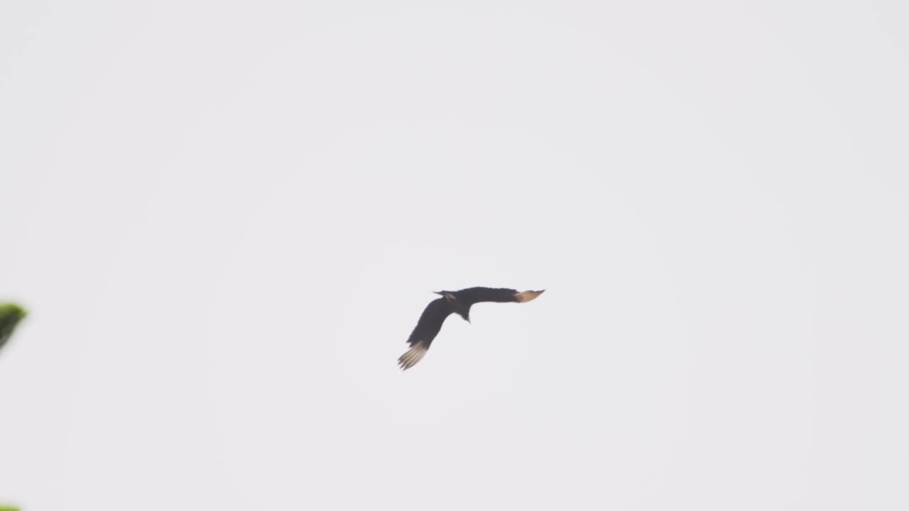 Solitary bird flying high, gallinazo gliding in misty sky near treetop view
